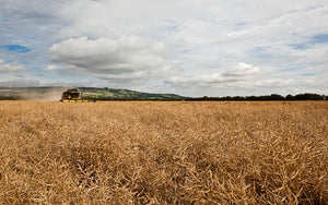 Happy Days! #Harvest2015