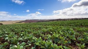 Field of Rapeseed in the Cotswolds