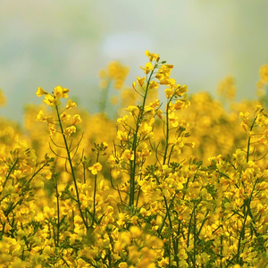 Are Seed Oils Bad for You? The Truth About Cold-Pressed Rapeseed Oil