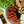 Rapeseed Oil Infusions - Basil