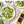 Rapeseed Oil Infusions - Garlic