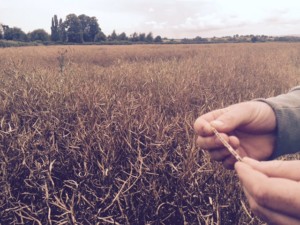 Inspecting the 2016 rapeseed harvest