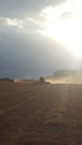 The last bit of Cotswold Gold rapeseed to be harvested in 2016