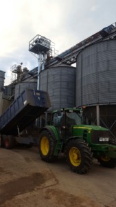 Cotswold Gold rapeseed from the 2016 harvest being tipped into grain stores
